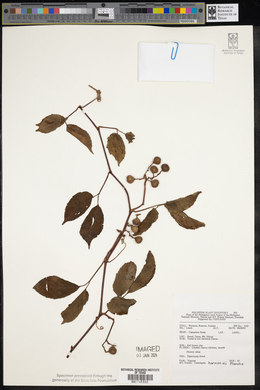 Image of Tetrastigma harmandii