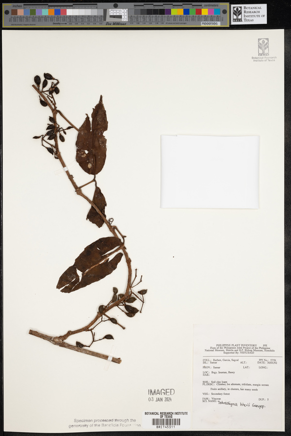 Tetrastigma loheri image