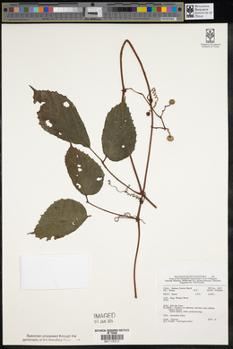 Tetrastigma loheri image