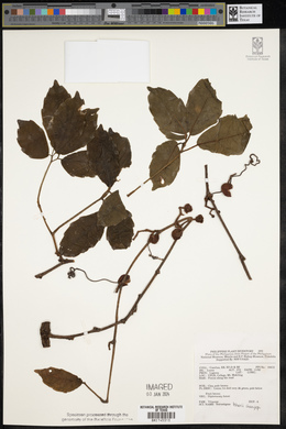Tetrastigma loheri image