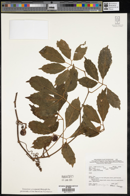 Tetrastigma loheri image