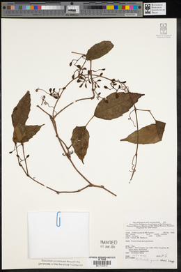 Tetrastigma loheri image