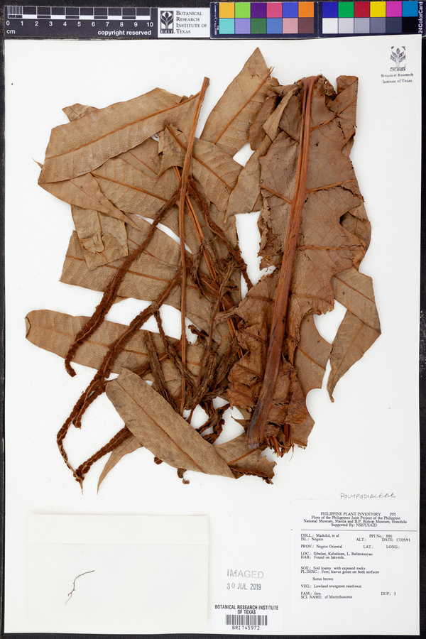 Merinthosorus image