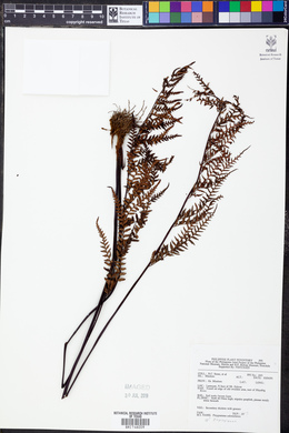 Pityrogramma calomelanos image