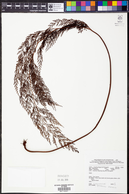 Sphenomeris chinensis image