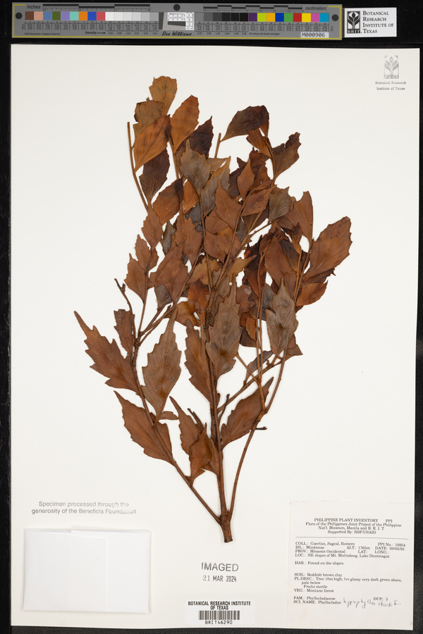 Phyllocladus hypophyllus image