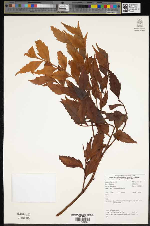 Phyllocladus hypophyllus image