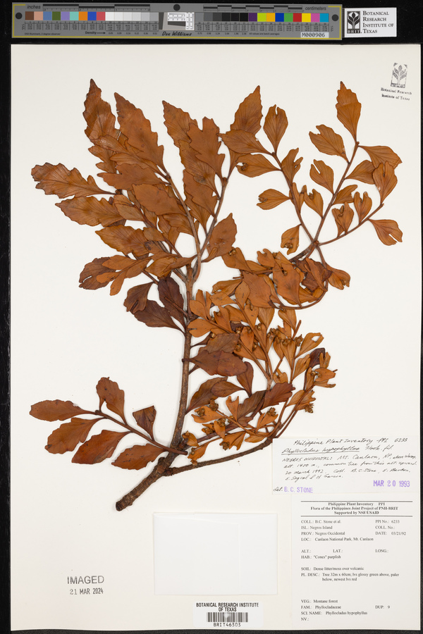Phyllocladus hypophyllus image