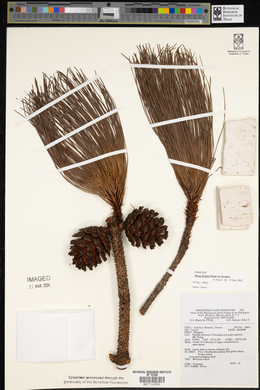 Pinus kesiya image