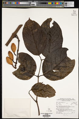 Gnetum latifolium image