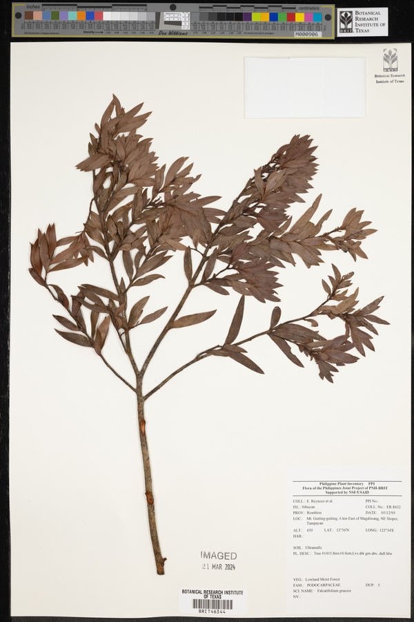 Falcatifolium image