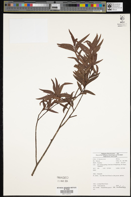 Falcatifolium gruezoi image