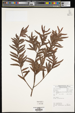 Falcatifolium gruezoi image