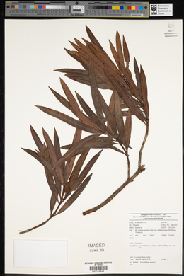 Falcatifolium gruezoi image