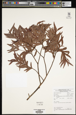 Falcatifolium gruezoi image