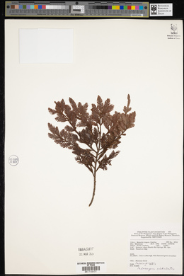 Dacrycarpus imbricatus image