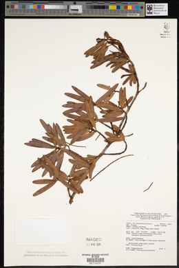 Podocarpus polystachyus image
