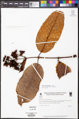 Vismia macrophylla image