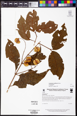 Combretum mellifluum image