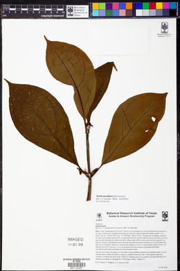 Tachia parviflora image