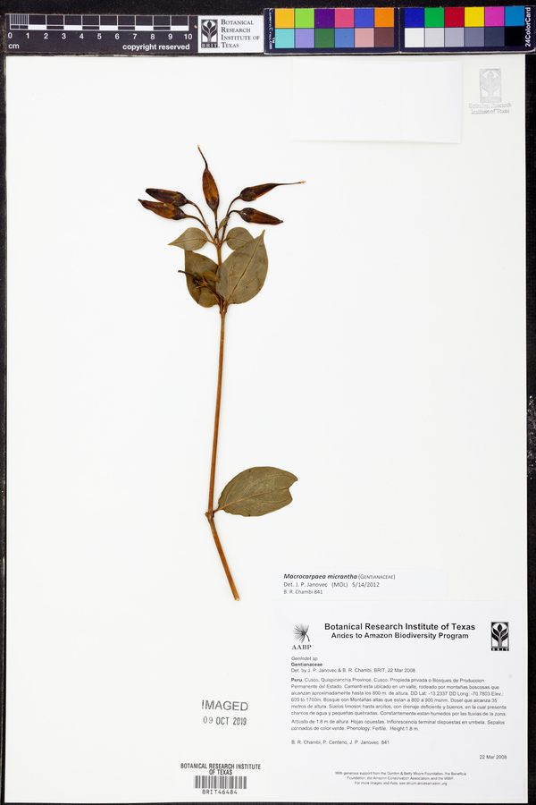 Macrocarpaea micrantha image
