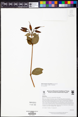 Macrocarpaea micrantha image