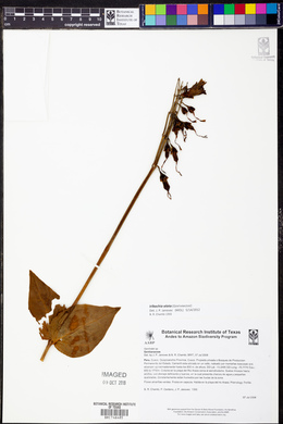 Chelonanthus alatus image