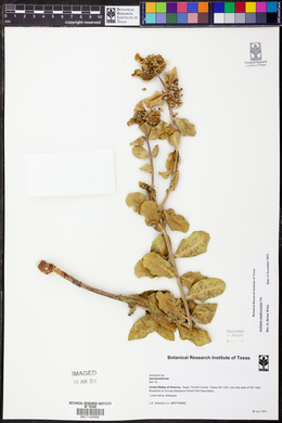 Asclepias amplexicaulis image