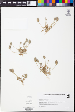 Ceratocephala testiculata image