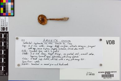 Amanita crocea image