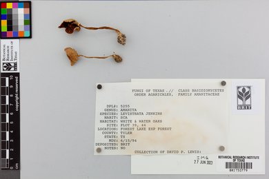 Amanita levistriata image