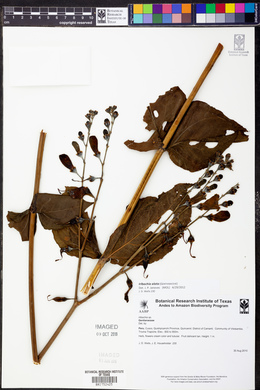 Chelonanthus alatus image