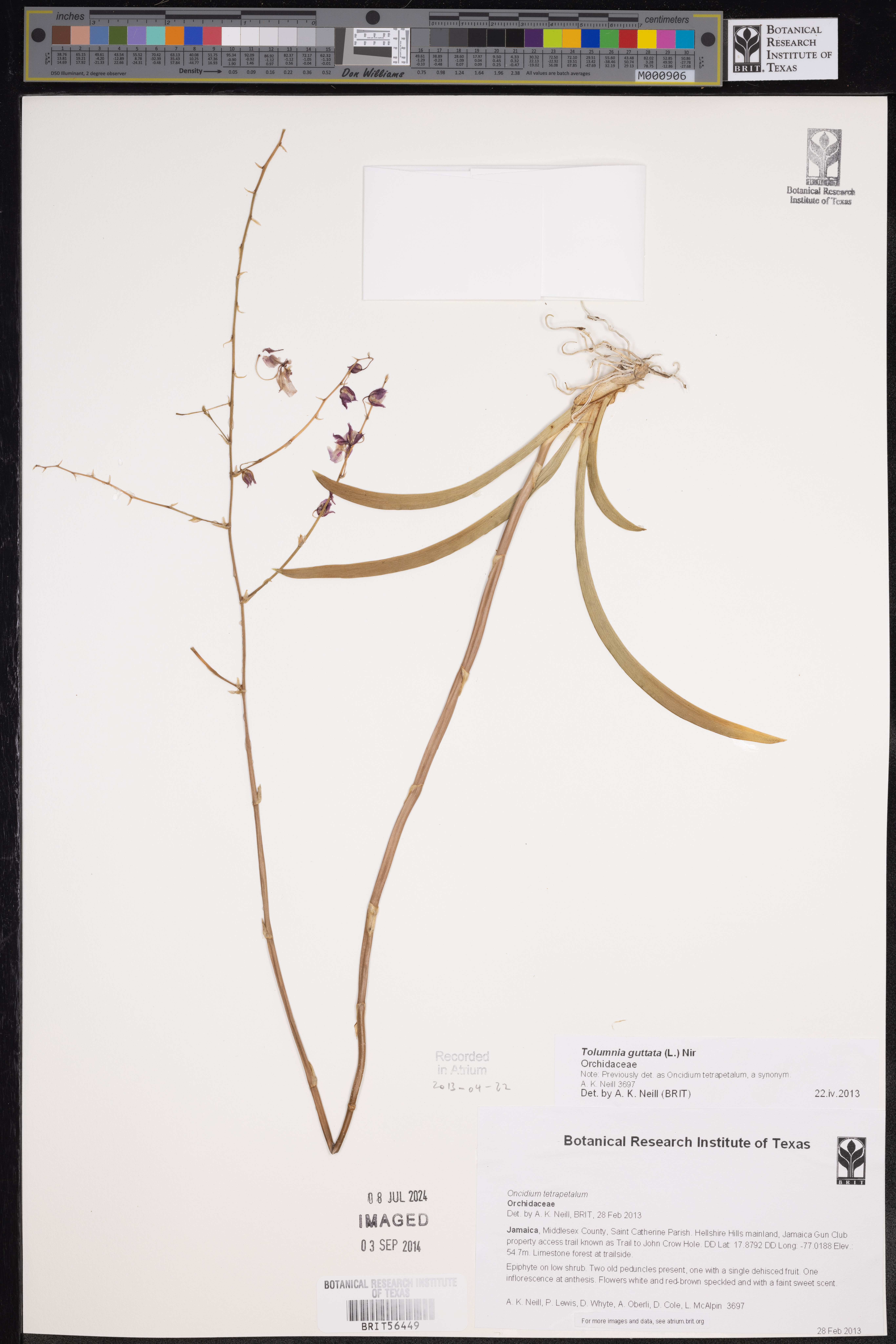 Tolumnia guttata thumbnail