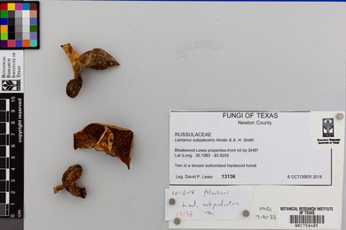 Lactarius subpalustris image