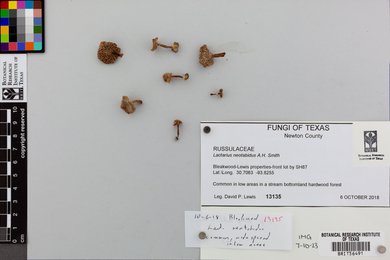 Lactarius neotabidus image