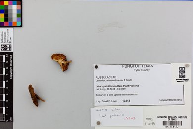 Lactarius petersenii image