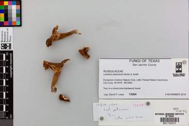 Lactarius petersenii image