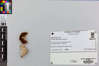 Amanita elliptosperma image