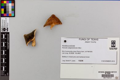Russula subgraminicolor image