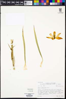 Yucca arkansana image