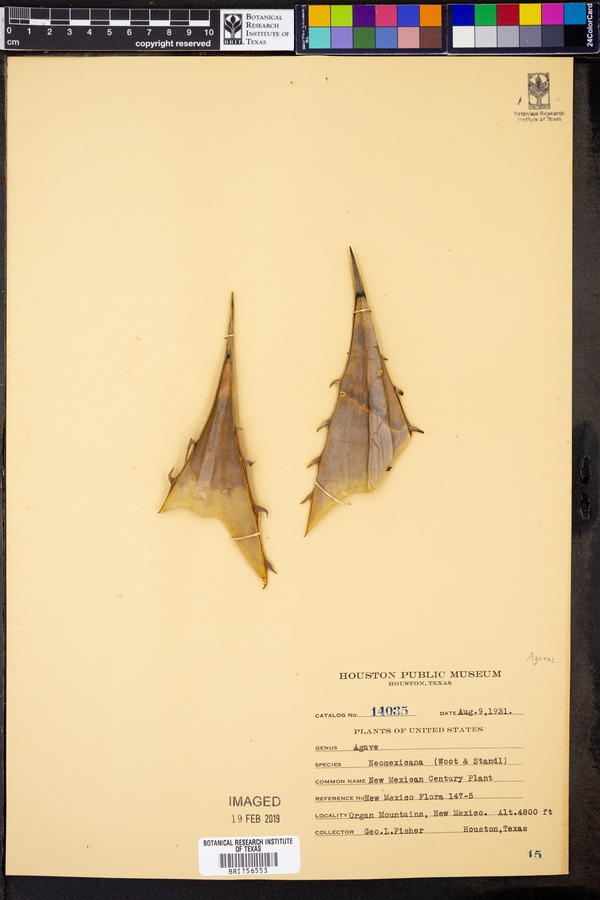Agave neomexicana image