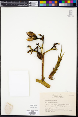Agave angustifolia image