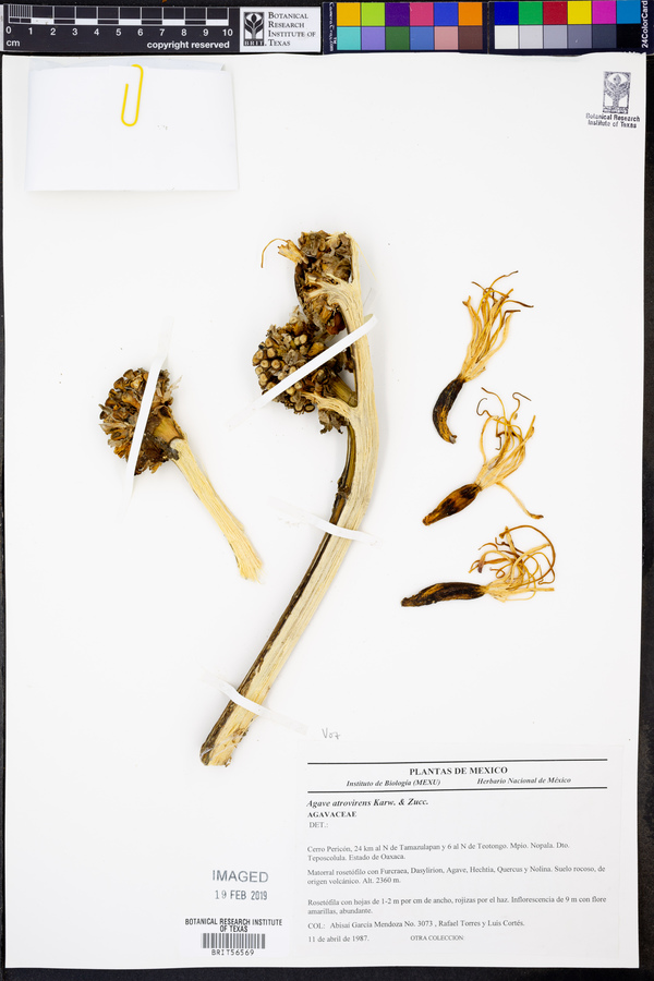Agave atrovirens image
