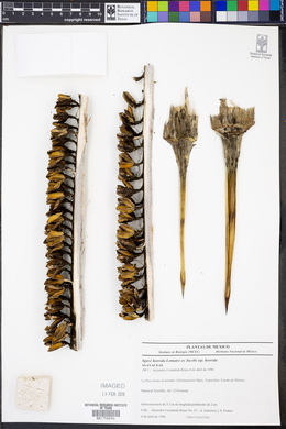 Agave horrida image