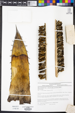 Agave horrida image