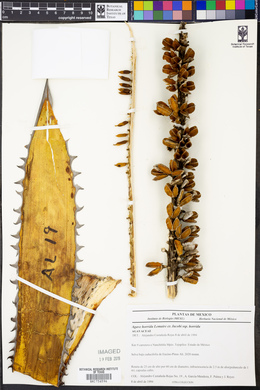 Agave horrida image