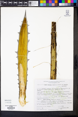 Agave horrida image