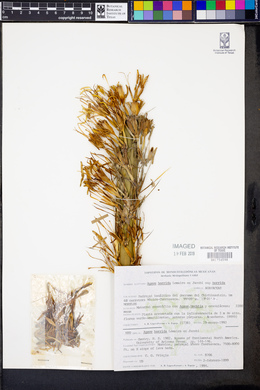 Agave horrida image