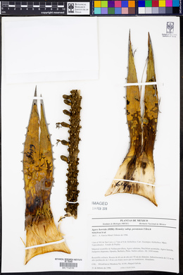 Agave horrida image
