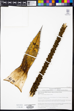 Agave horrida image